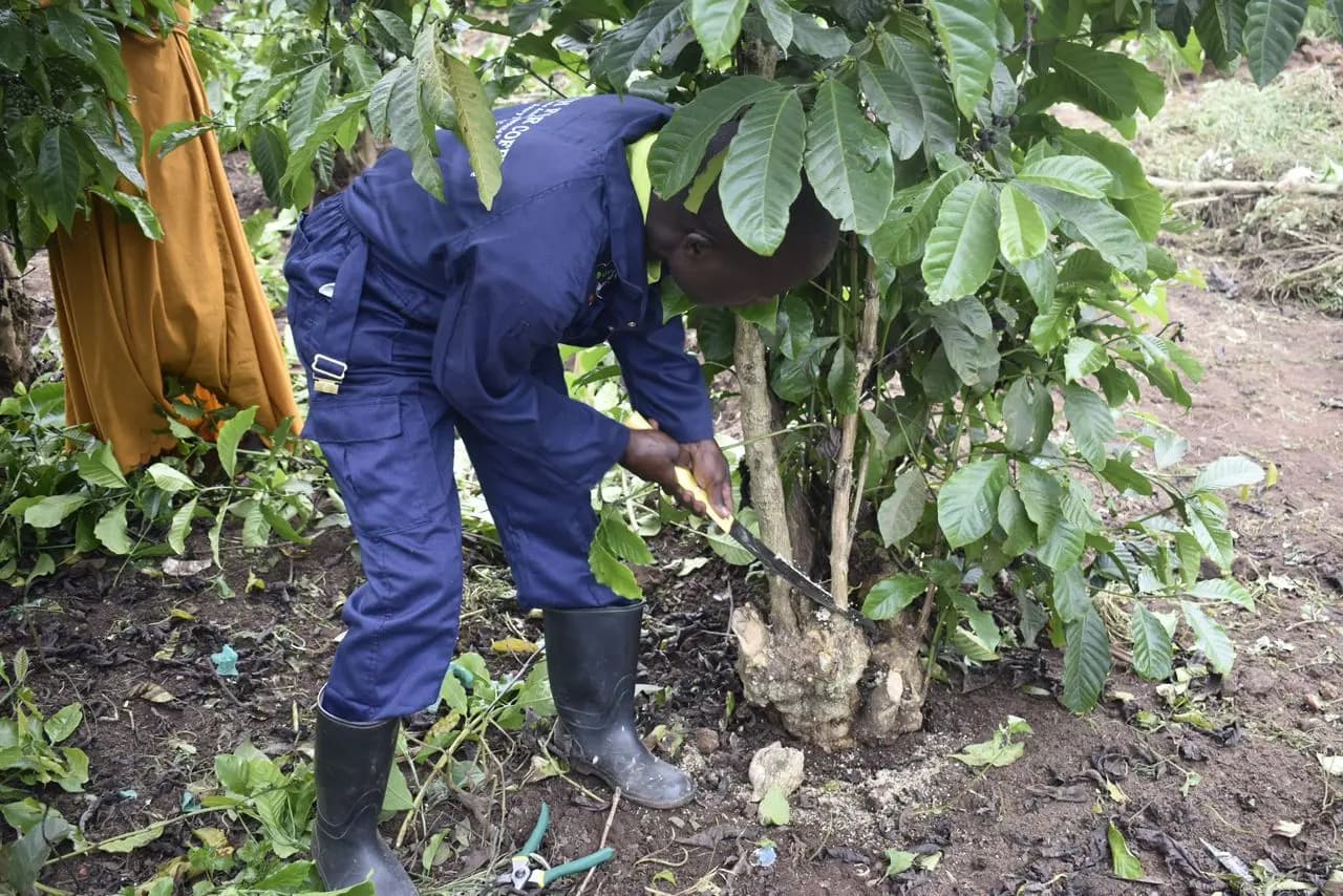 Ugandan farmer inspecting a coffee tree