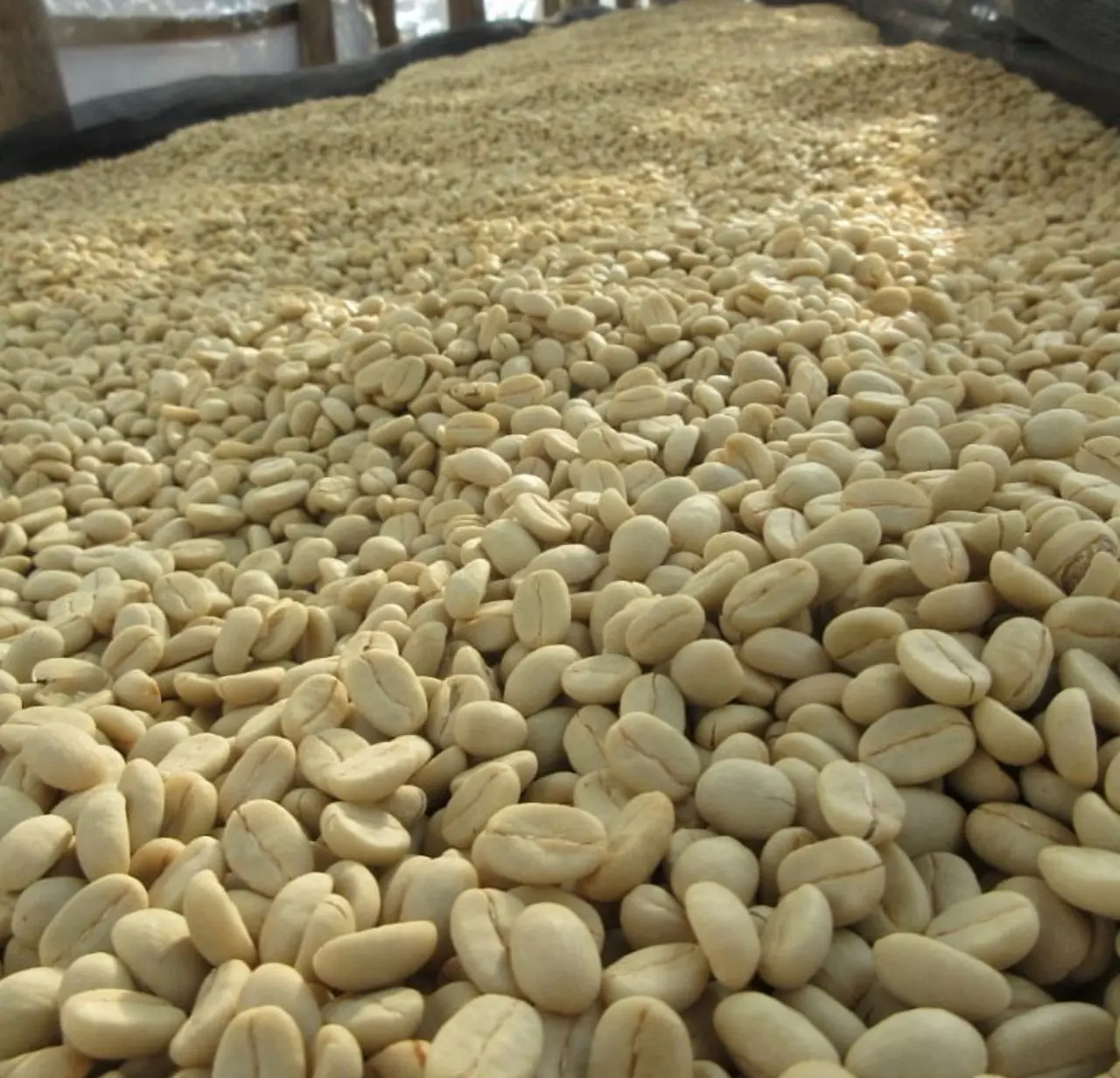 Ugandan Robusta