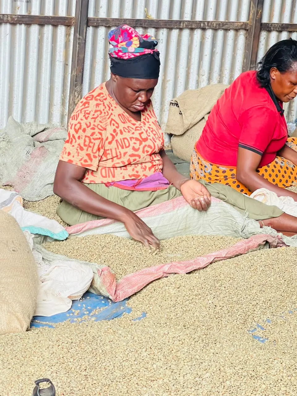Women sorting green coffee