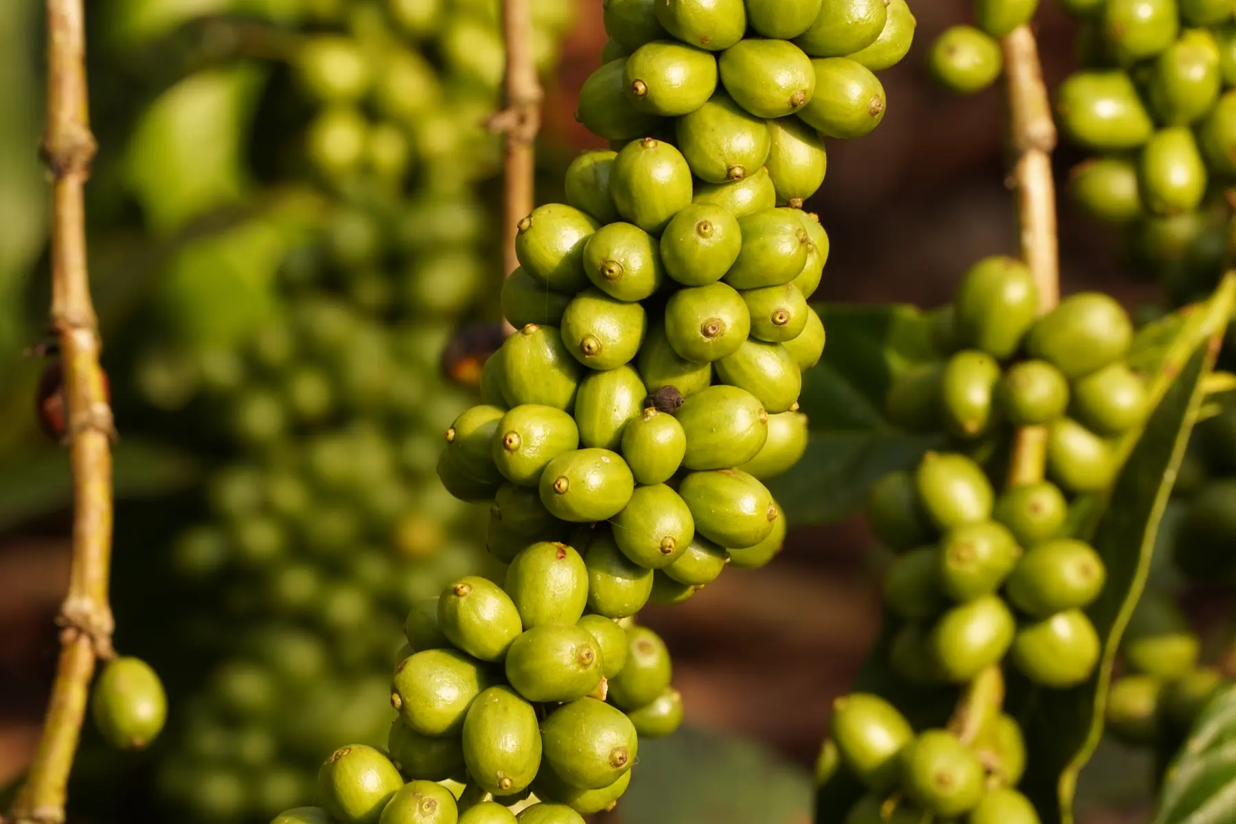 Ugandan Arabica